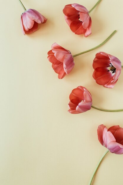 Blumenkomposition mit bunten Tulpenblumen auf Pastell