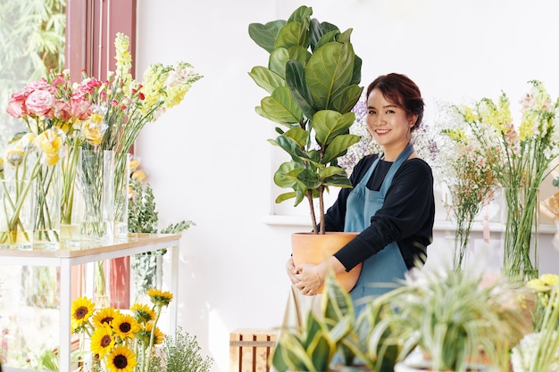 Blumenladenbesitzer, der Ficuspflanze hält