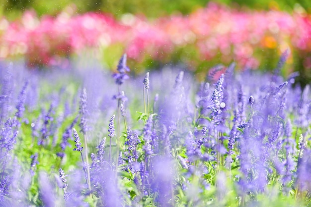 Blumenlavendelfelder, blaue Salvia-Blume, die im Frühjahr Garten - salvia farinacea blüht