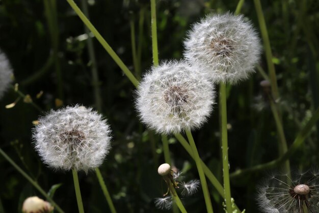 Blumenlöwenzahn im grünen Feld