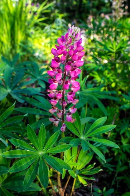 Blumenlupine im Sommer im Garten