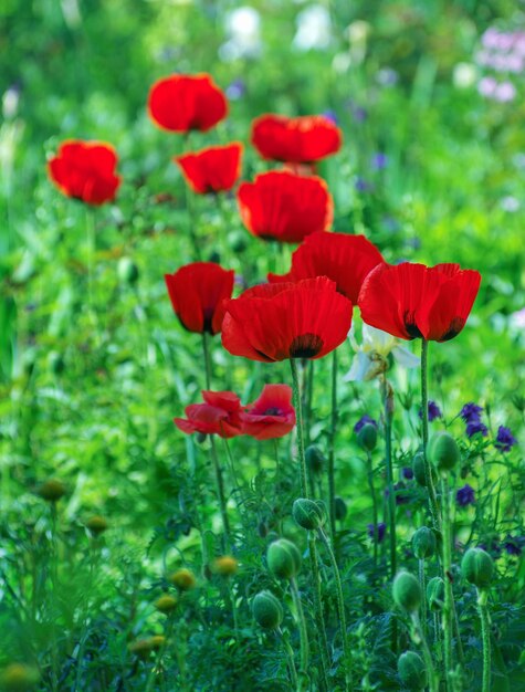 Blumenmohn, der auf Hintergrundmohnblumen blüht