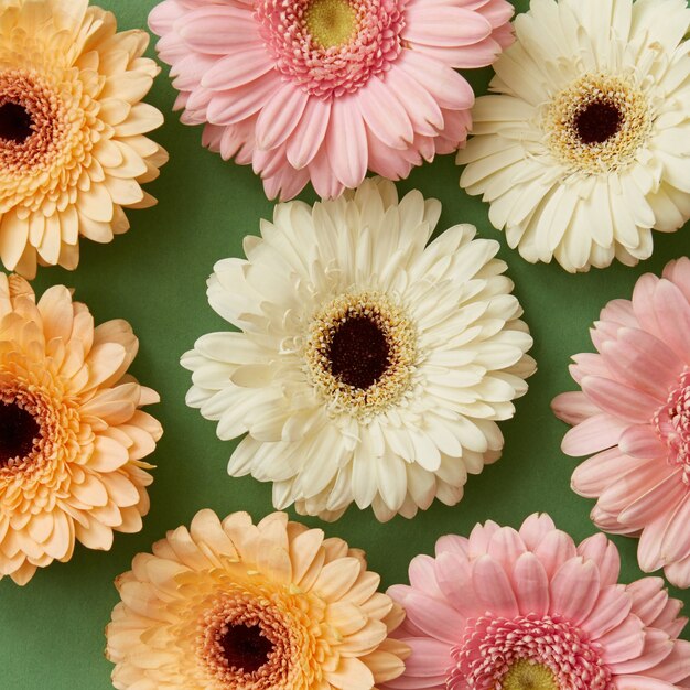 Blumenmuster aus Gerbera auf grünem Papierhintergrund