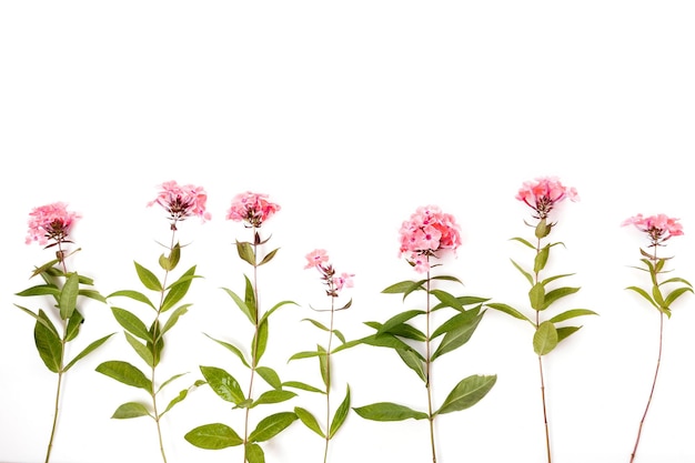 Blumenmuster mit Wildblumen, grüne Blätter, Zweige auf weißem Hintergrund, flache Oberfläche