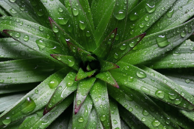 Blumenmuster von grünen Blättern mit Wassertropfen