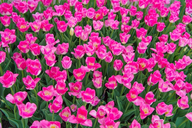 Blumenpflege und Gießen. Gartenbau und Floristik. Schönheit und Frische der Natur. Tulpen zu verkaufen. viele Blumen für Shop. Tulpe, die im Frühjahr blüht. Tulpenblumenfeld. Sommerblumenfeld.
