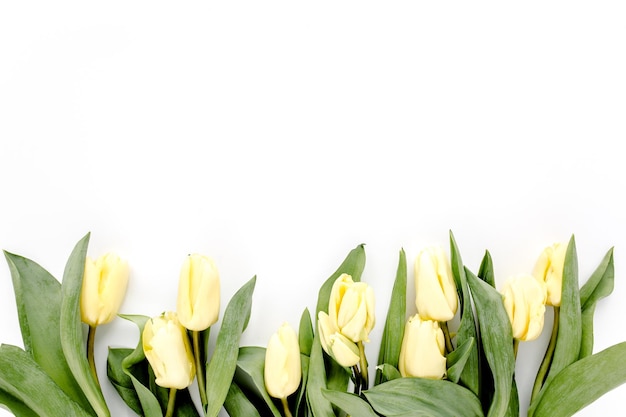 Blumenrahmen aus gelben und beigen Knospen Tulpe auf weißem Hintergrund lag die Wohnung oben