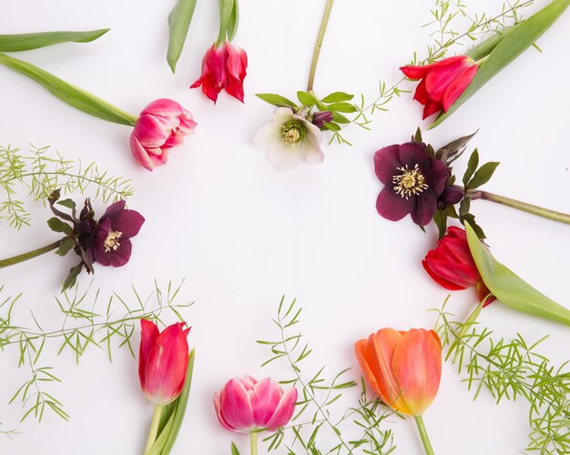 Blumenrahmen aus rosa und violetten Tulpen und Hellebore auf weißem Hintergrund, flach, Draufsicht