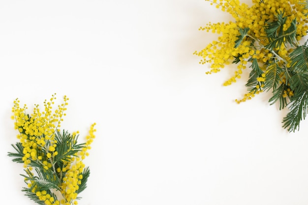 Blumenrahmen von gelben Mimosenniederlassungen auf weißem Hintergrund. Flache Lage, Ansicht von oben.