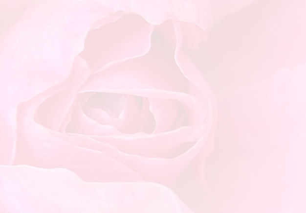 Blumenrosen schmücken den weißen Hintergrund Serenität blüht