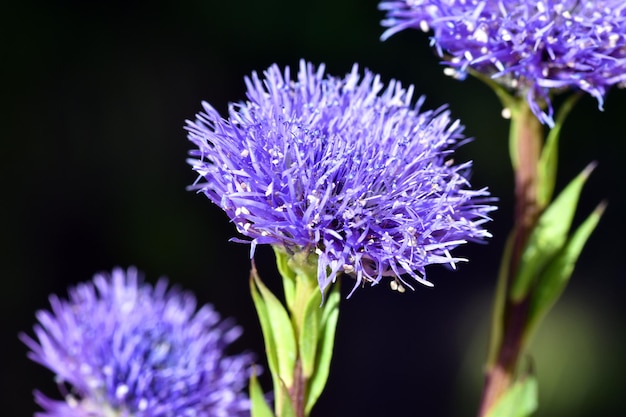 Blumenset der Wildpflanze Globularia vulgaris