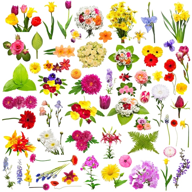 Blumenset Rosen Kamillen Chrysantheme Iris Phlox Mohn Taglilie Muscari Farn Malve Rizinusöl Rittersporn isoliert auf weißem Hintergrund Sommerflora Frühling Flach Draufsicht