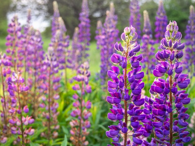 Blumensommerhintergrund.