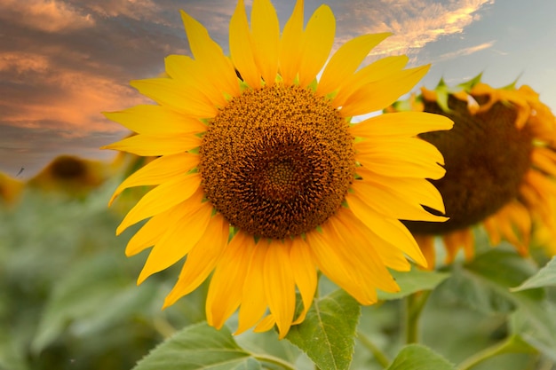 Blumensonnenblumennahaufnahme auf einem Sonnenunterganghintergrund Landschaft