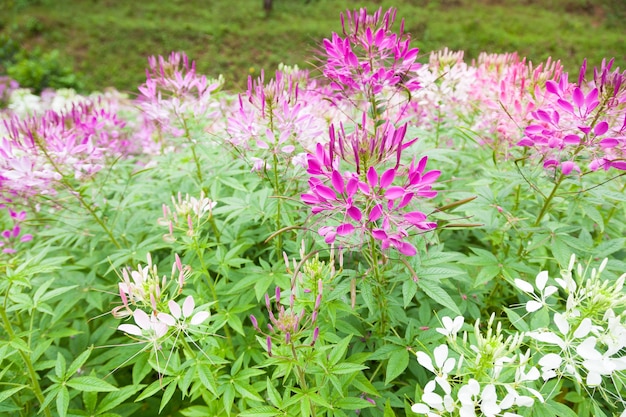 Blumensträucher im Garten