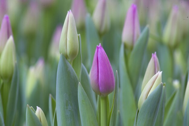 Blumensträuße aus bunten Holztulpen Tulpen zum Muttertag Geschenk zum internationalen Frauentag