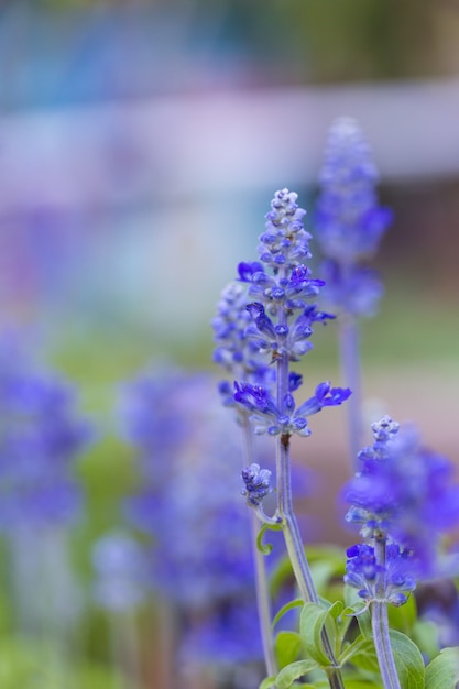 Blumensträuße La Van der Lila.