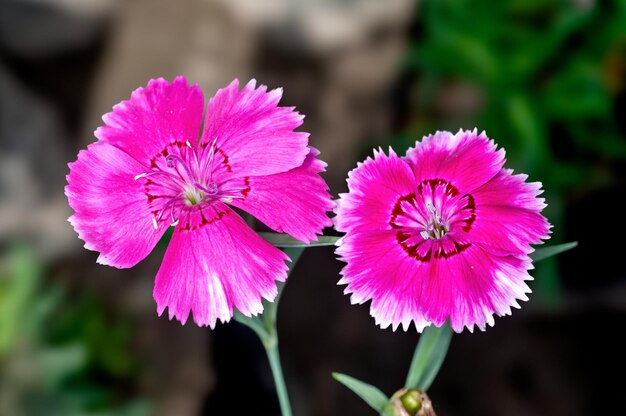 Blumenstrauß an einer Pflanze