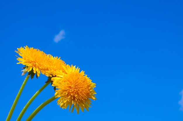 Blumenstrauß aus blühenden Löwenzahn