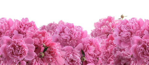 Blumenstrauß aus blühenden Pfingstrosen für florales Design isoliert
