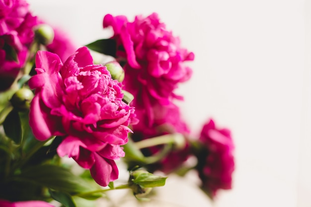 Blumenstrauß aus blühenden Pfingstrosen. Stillleben mit einem Strauß Pfingstrosen. Zarte rosa Pfingstrose