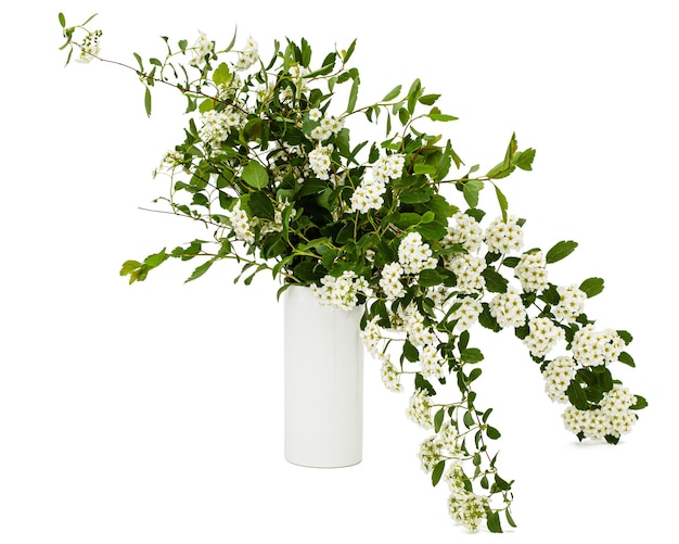 Blumenstrauß aus blühenden Zweigen Spirea in einer Vase isoliert auf weißem Hintergrund