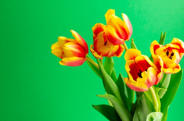 Blumenstrauß aus bunten Tulpen auf einem grünen Hintergrund Urlaub Konzept Geschenke Postkarten