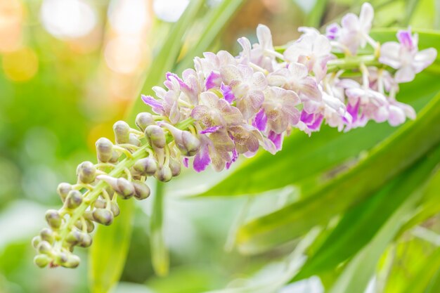 Blumenstrauß aus duftenden Orchideen, Aerides falcata Lindl.