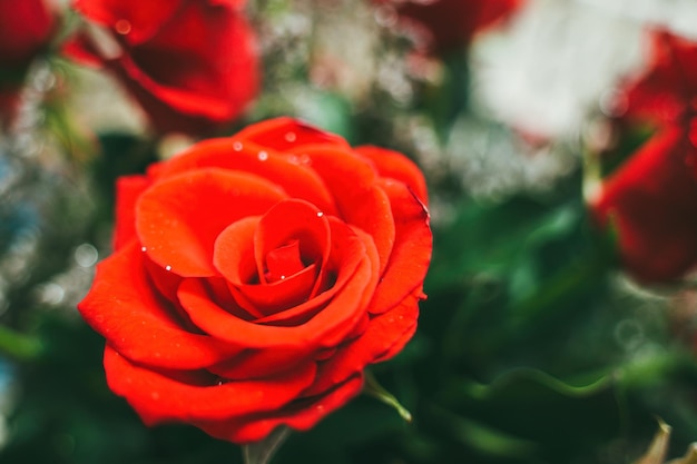 Blumenstrauß aus frischen roten Rosen blühen hellen Hintergrund