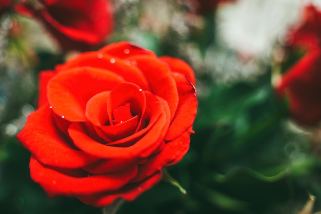 Blumenstrauß aus frischen roten Rosen blühen hellen Hintergrund