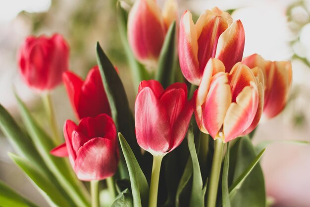 Blumenstrauß aus frischen roten Tulpen