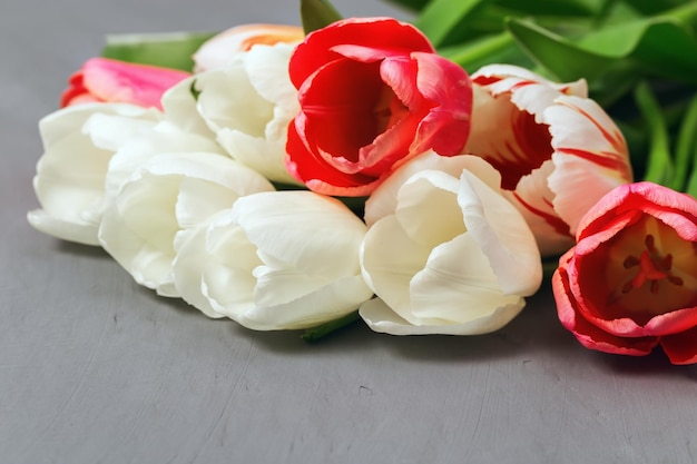 Blumenstrauß aus frischen weißen und roten Tulpen auf grauem Betonhintergrund Natürliche bunte Blumen