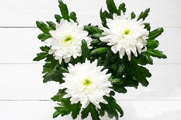 Blumenstrauß aus frischer weißer Chrysantheme mit Wassertropfen auf weißem Holzhintergrund