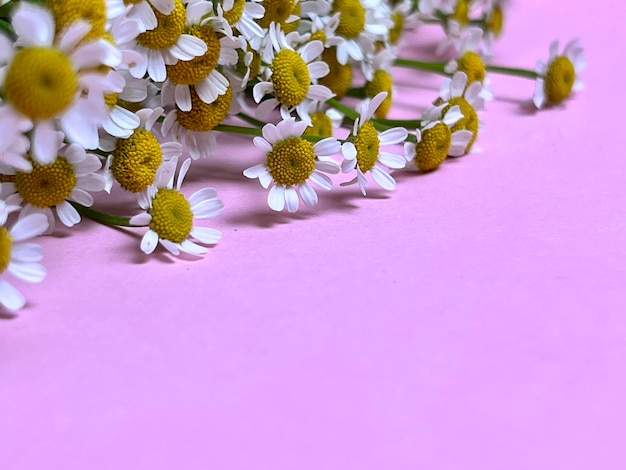 Blumenstrauß aus Gänseblümchen auf rosa Hintergrund