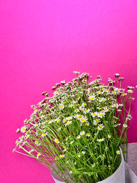 Blumenstrauß aus Gänseblümchen auf rosa Hintergrund