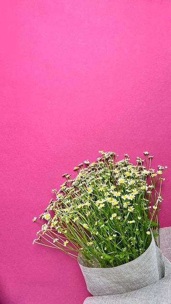 Blumenstrauß aus Gänseblümchen auf rosa Hintergrund