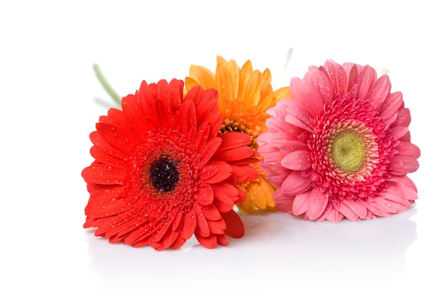 Blumenstrauß aus Gänseblümchen-Gerbera mit Wassertropfen lokalisiert auf Weiß