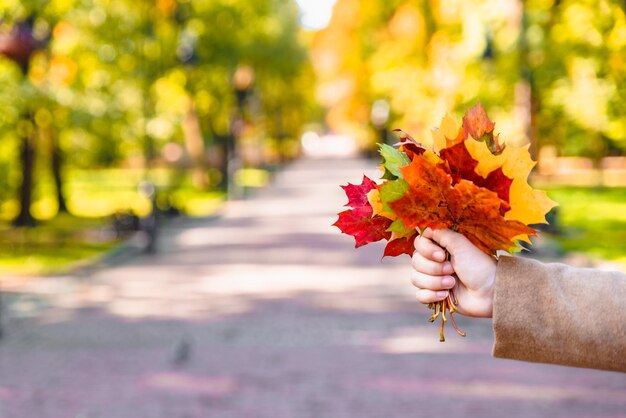 Blumenstrauß aus gelben Ahornblättern hautnah in der Hand der Frau