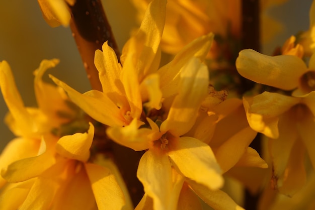 Blumenstrauß aus gelben Narzissenblumen in voller Blüte schöne gelbe Narzissenblütenblätter und