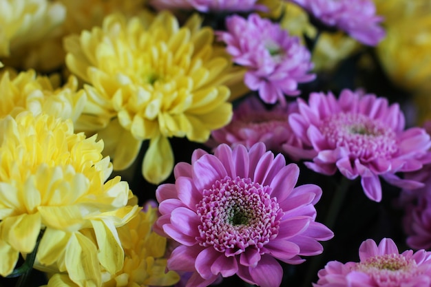 Foto blumenstrauß aus gelben und violetten chrysanthemen. makrofotografie