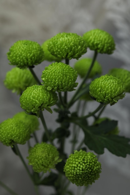 Blumenstrauß aus grünen Chrysanthemen auf einem grauen Hintergrundfenster und Vorhang