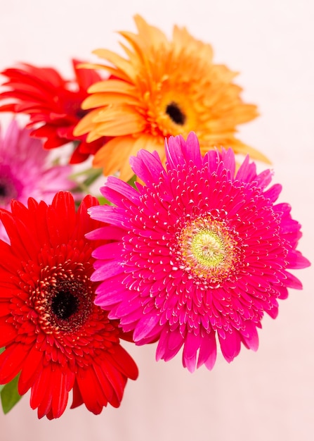 Blumenstrauß aus hellen Chrysanthemen auf hellem Hintergrund