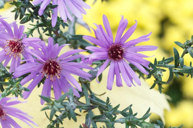 Blumenstrauß aus lila Blumen Makro Nahaufnahme