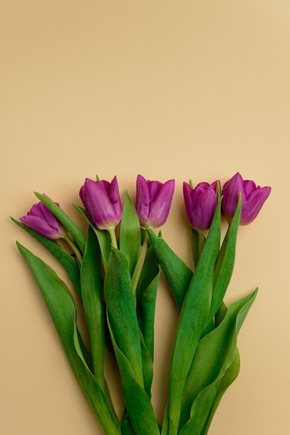 Blumenstrauß aus lila Tulpen auf beigem Hintergrund