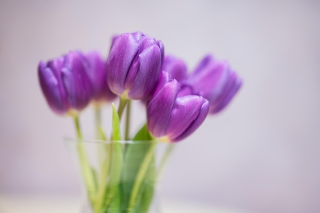 Blumenstrauß aus lila Tulpen mit grünen Blättern in Glasvase