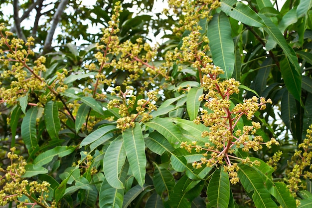 Blumenstrauß aus Mango