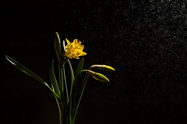 Blumenstrauß aus Narzissen auf schwarzem Hintergrund farbenfrohes Stillleben