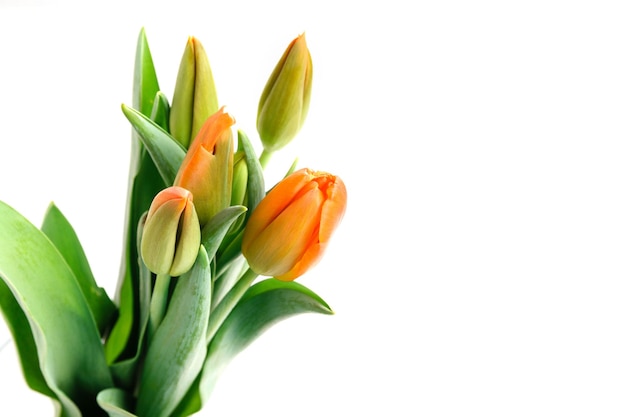 Blumenstrauß aus oranger Tulpe isoliert auf weißem Hintergrund Geburtstag Mütter Valentines Womens Hochzeitstag Konzept
