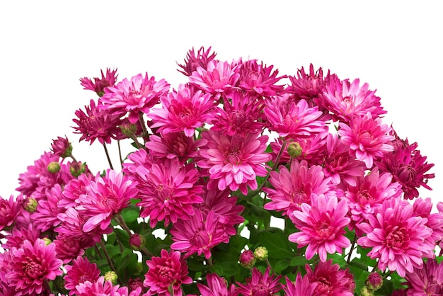 Blumenstrauß aus rosa Chrysanthemen auf weißem Hintergrund