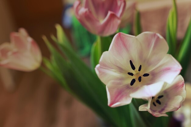 Blumenstrauß aus rosa Tulpen Makro